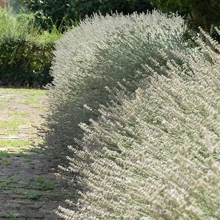 Frühstückspension Il Selese